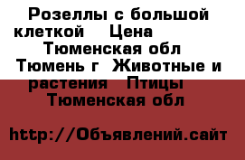 Розеллы с большой клеткой. › Цена ­ 14 000 - Тюменская обл., Тюмень г. Животные и растения » Птицы   . Тюменская обл.